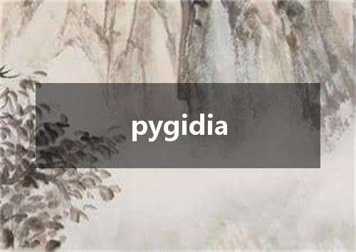 pygidia是什么意思
