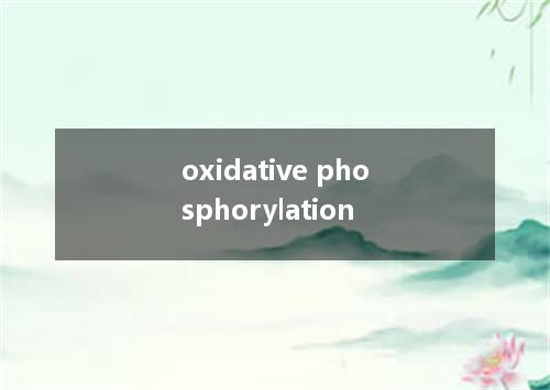 oxidative phosphorylation是什么意思