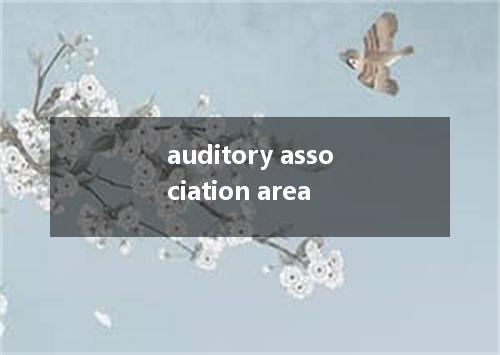 auditory association area是什么意思