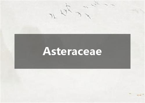 Asteraceae是什么意思