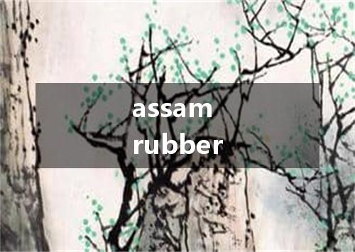 assam rubber是什么意思