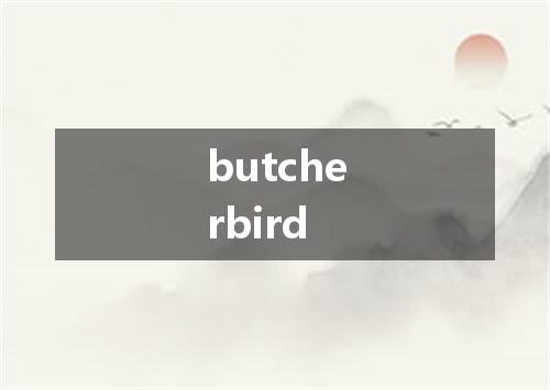 butcherbird是什么意思