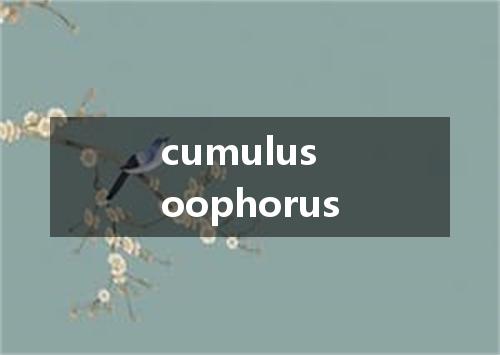 cumulus oophorus是什么意思