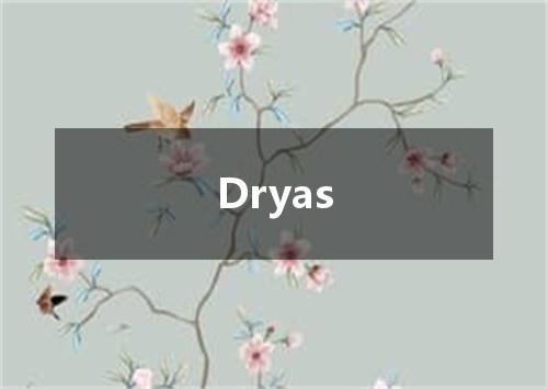 Dryas是什么意思