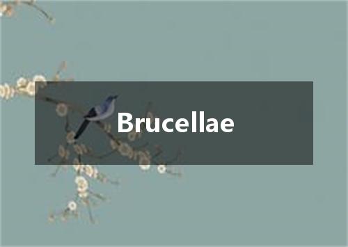 Brucellae是什么意思