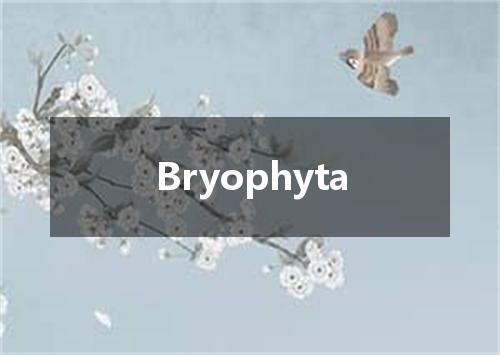 Bryophyta是什么意思