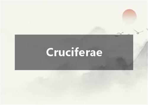 Cruciferae是什么意思
