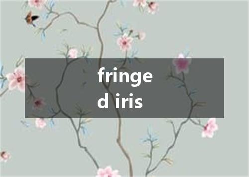 fringed iris是什么意思