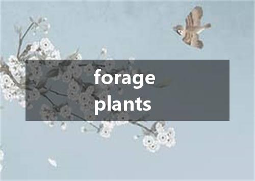 forage plants是什么意思