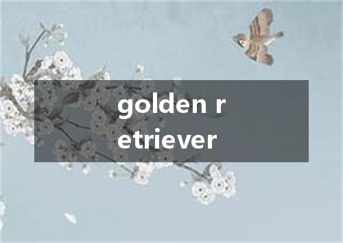 golden retriever是什么意思