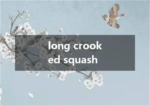 long crooked squash是什么意思