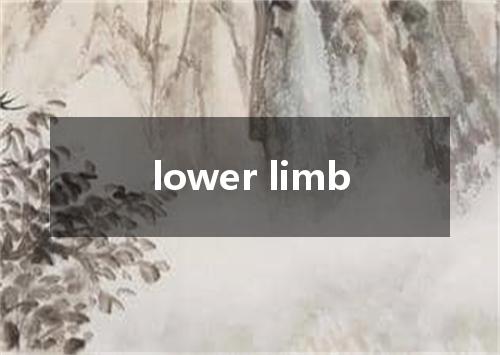 lower limb是什么意思