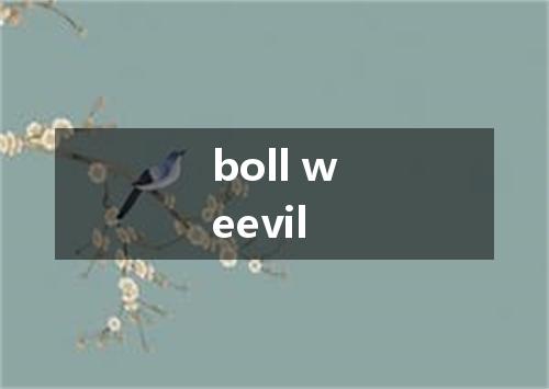 boll weevil是什么意思