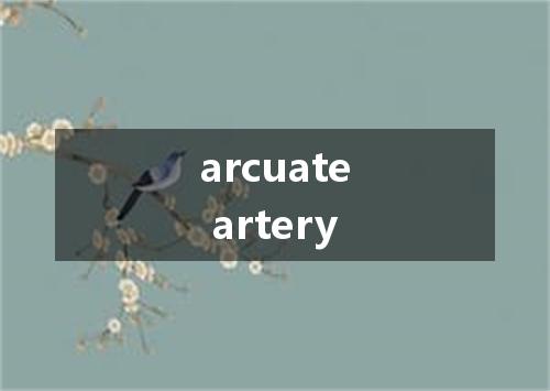 arcuate artery是什么意思