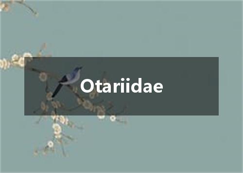 Otariidae是什么意思