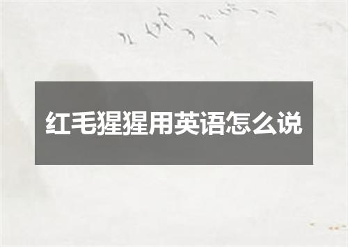 红毛猩猩用英语怎么说