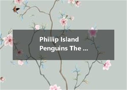Phillip Island Penguins The Little Penguin has called Phillip Island home for un