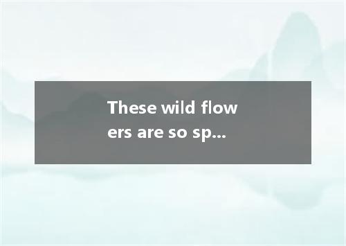 These wild flowers are so special that I would do I can to save them． [ ] A．what