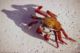 arthropoda是什么意思