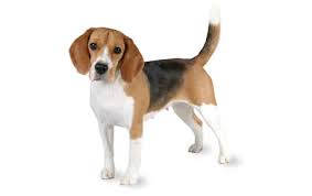 beagle是什么意思