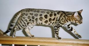 Bengal是什么意思