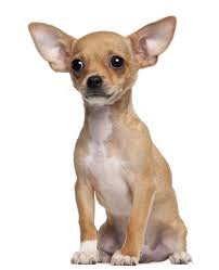 chihuahua是什么意思
