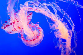 cnidaria是什么意思