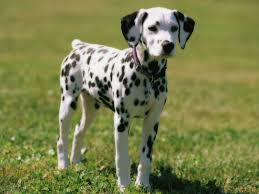 Dalmatian是什么意思