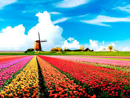 Holland是什么意思