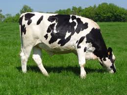 holstein是什么意思