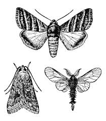 lepidoptera是什么意思
