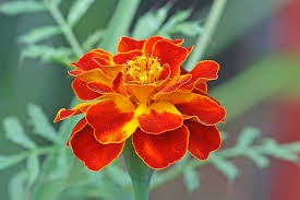marigold是什么意思