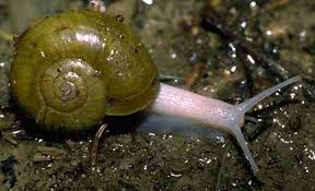 mollusca是什么意思