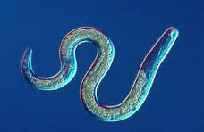 Nematoda是什么意思