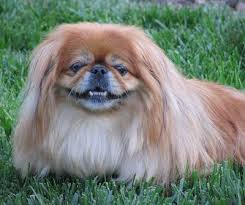 Pekingese是什么意思