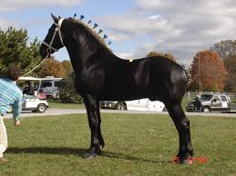 percheron是什么意思