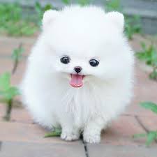 pomerania是什么意思