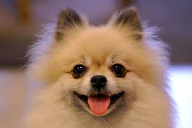 pomeranian是什么意思