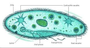 protozoa是什么意思