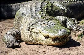 reptilia是什么意思