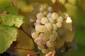 Riesling是什么意思