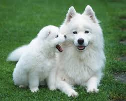 Samoyed是什么意思