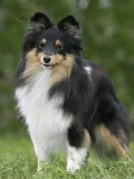 sheltie是什么意思