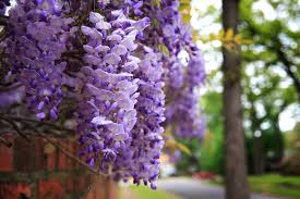 wisteria是什么意思