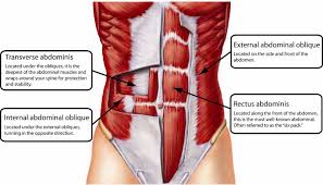 abdominal是什么意思