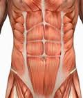 abdominals是什么意思