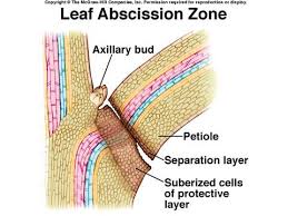 abscission是什么意思
