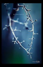 acarpous是什么意思