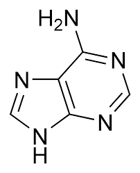 adenine是什么意思