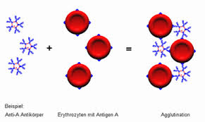 agglutination是什么意思